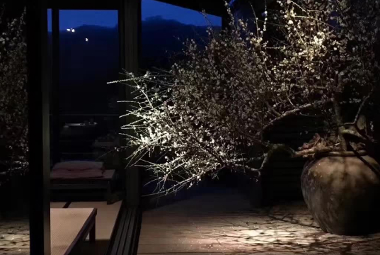 A focused beam of light illuminating a large vase filled with plum blossoms in a nighttime setting.