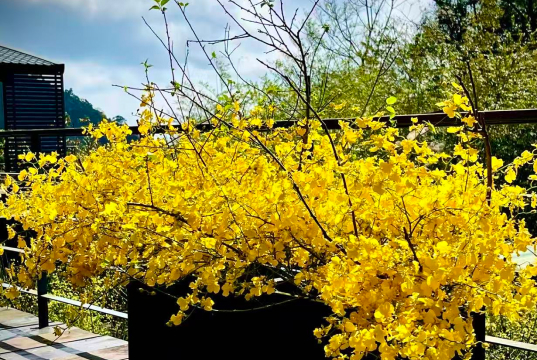 A large decorative vase filled with vibrant yellow Oncidium orchids in bloom.